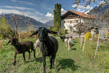 Schafe am Loth Hof