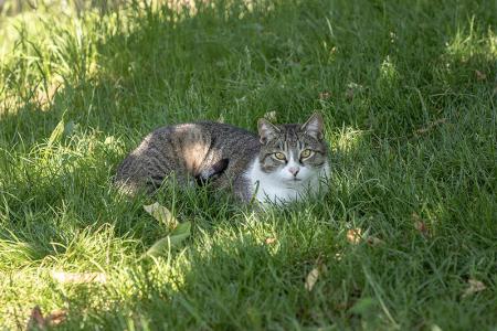 Katze am Loth Hof