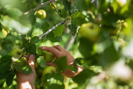 Äpfel ausdünnen im Sommer