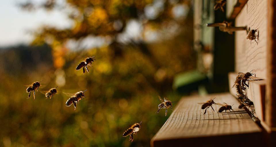 Bienenstöcke am Loth Hof